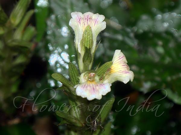 White-Spike Acanthus